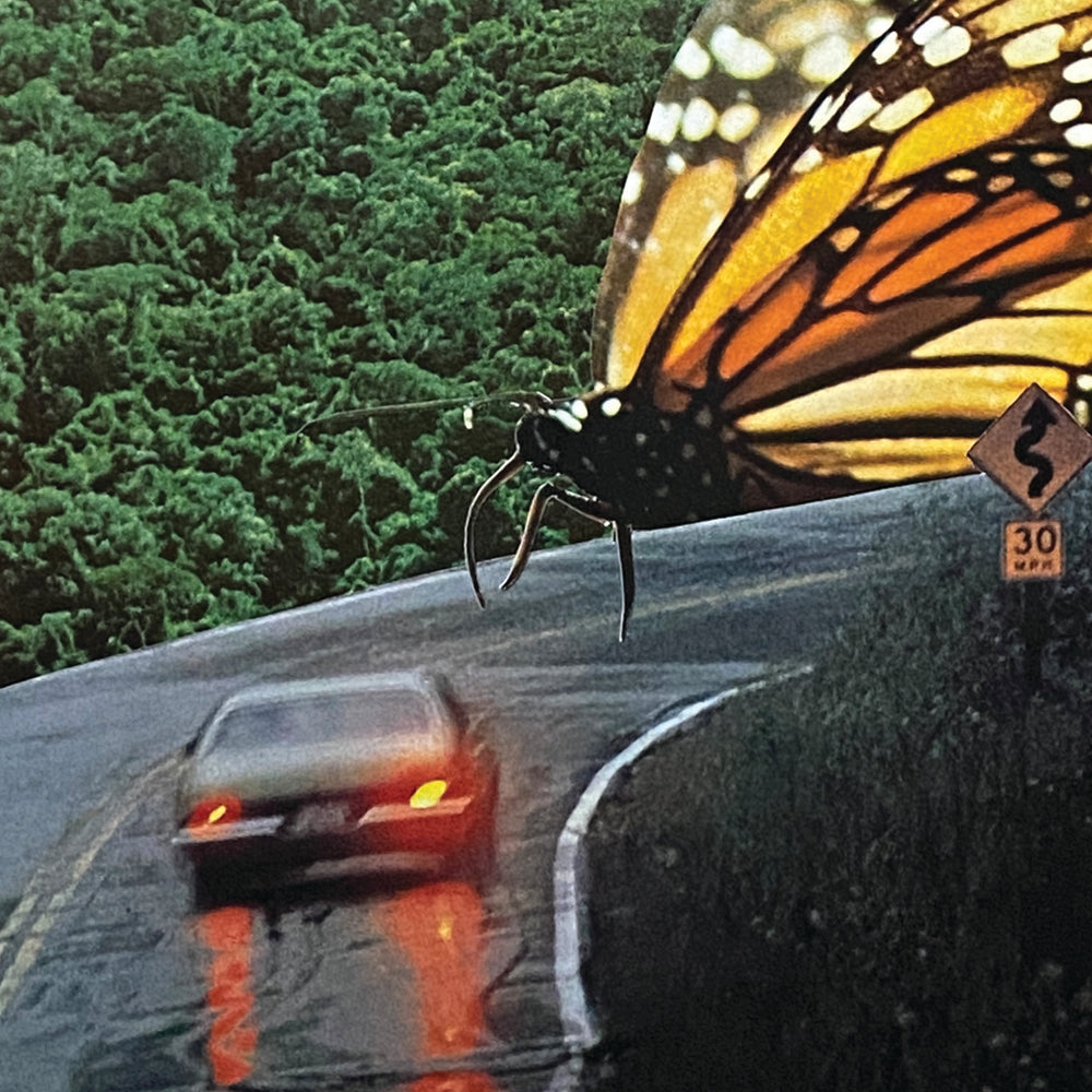 Butterfly Road