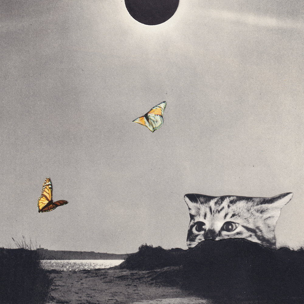 Flutter